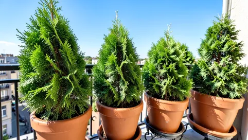 Iglaki na balkon słoneczny