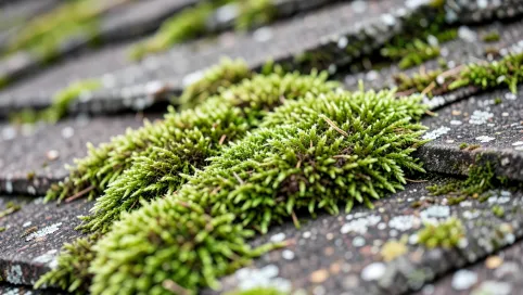 Mech na dachu jak zrobić