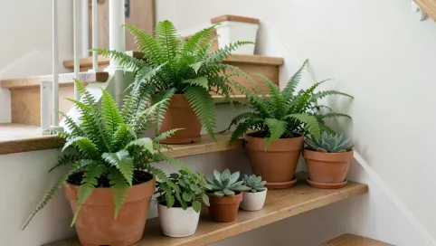 Ogród pod schodami w domu