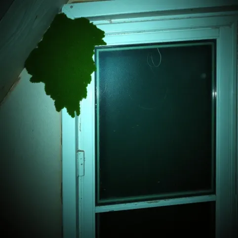 Pleśń na oknach dachowych jak usunąć