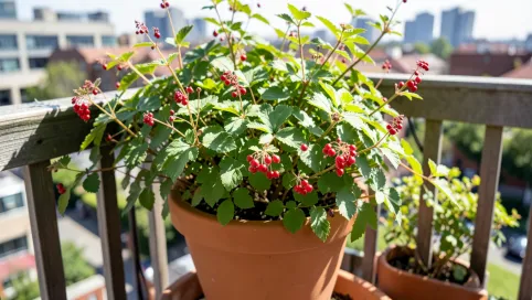 Trzmielina w doniczce na balkonie