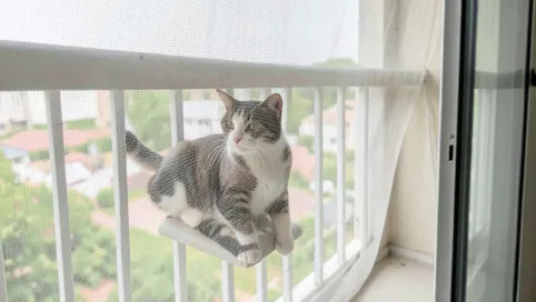 Moskitiera na balkon dla kota